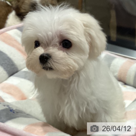 埼玉県のマルチーズ (ペットプラス コクーンシティ店/2026年2月6日生まれ/女の子/ホワイト)の子犬の4枚目の画像