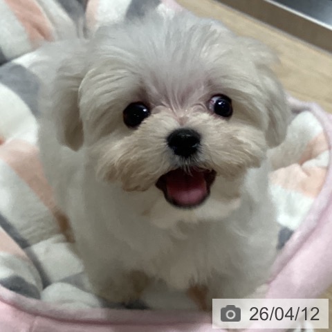 埼玉県のマルチーズ (ペットプラス コクーンシティ店/2026年2月6日生まれ/女の子/ホワイト)の子犬の3枚目の画像