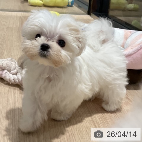 マルチーズの写真