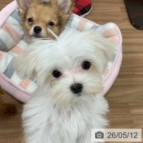 茨城県のマルチーズ (ペッツワン 古河店/2026年2月6日生まれ/女の子/ホワイト)の子犬の4枚目の画像