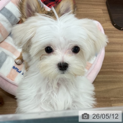 茨城県のマルチーズ (ペッツワン 古河店/2026年2月6日生まれ/女の子/ホワイト)の子犬の3枚目の画像