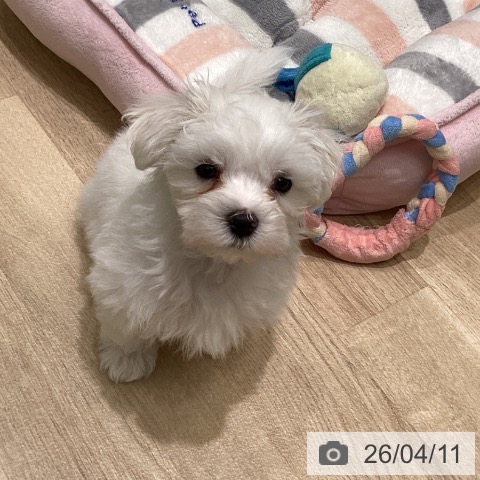 東京都のマルチーズ (ペットプラス 立川高島屋S.C.店/2026年2月9日生まれ/男の子/ホワイト)の子犬の3枚目の画像