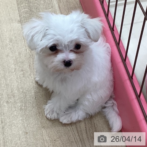 マルチーズの写真