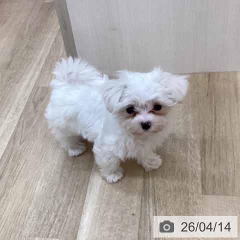 マルチーズの写真