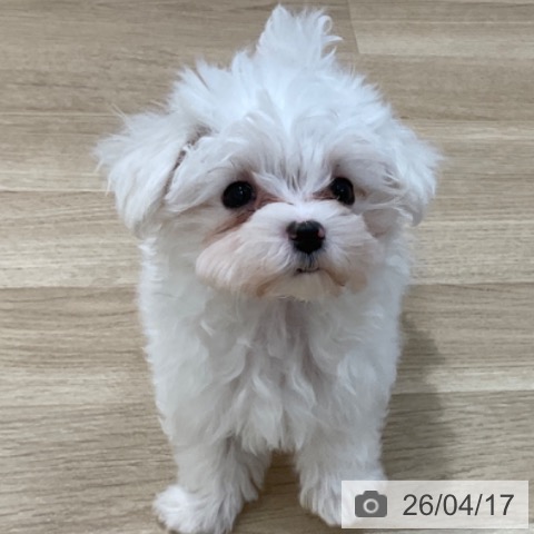 マルチーズの写真