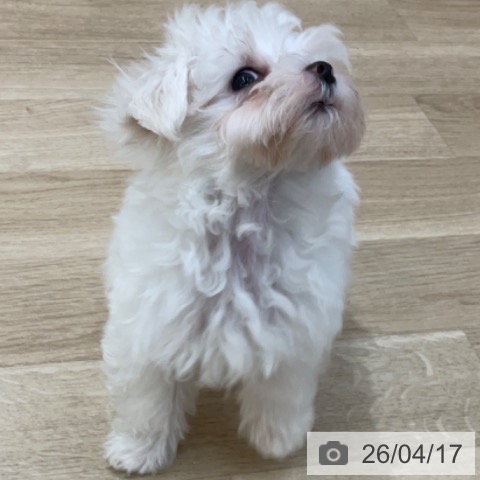 マルチーズの写真