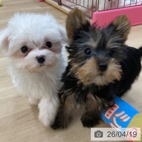 マルチーズの写真