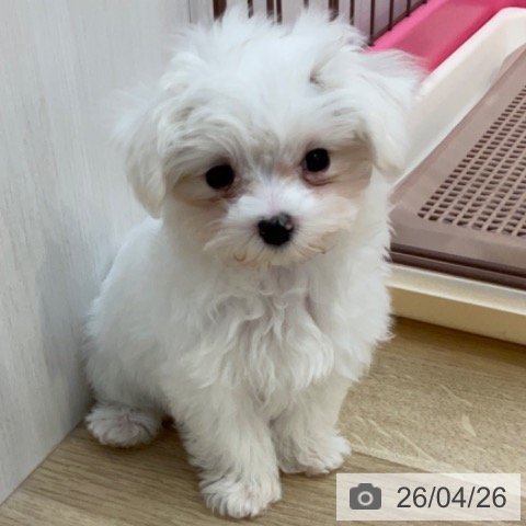 長野県のマルチーズ (ペットプラス 上田店/2026年2月9日生まれ/女の子/ホワイト)の子犬の4枚目の画像