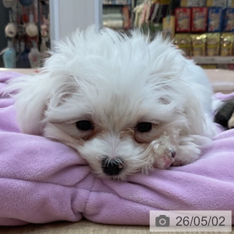 長野県のマルチーズ (ペットプラス 上田店/2026年2月9日生まれ/女の子/ホワイト)の子犬の3枚目の画像