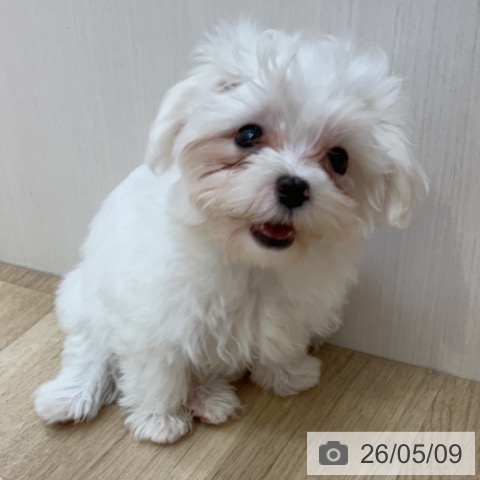 長野県のマルチーズ (ペットプラス 上田店/2026年2月9日生まれ/女の子/ホワイト)の子犬の3枚目の画像