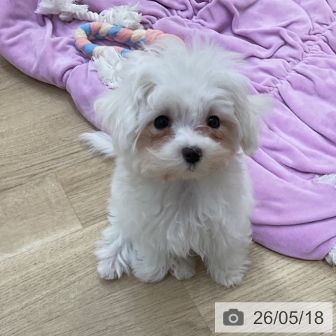 長野県のマルチーズ (ペットプラス 上田店/2026年2月9日生まれ/女の子/ホワイト)の子犬の3枚目の画像