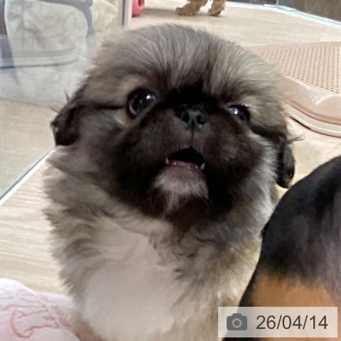 千葉県のペキニーズ (ペットプラス 幕張新都心店/2026年2月6日生まれ/女の子/フォーン)の子犬の3枚目の画像