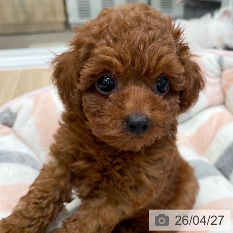 東京都のトイプードル(トイ) (ペットプラス 大井町トラックス店/2026年2月8日生まれ/男の子/レッド)の子犬の3枚目の画像