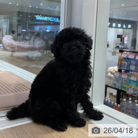 トイ・プードルの写真