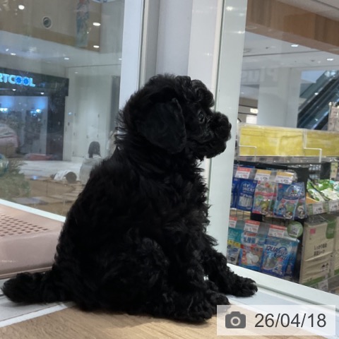 トイ・プードルの写真