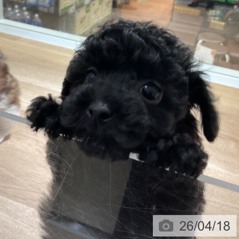 トイ・プードルの写真