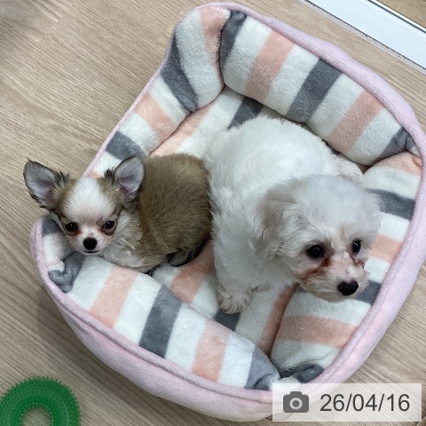 埼玉県のビションフリーゼ (ペットプラス 八潮店/2026年2月9日生まれ/女の子/ホワイト)の子犬の4枚目の画像