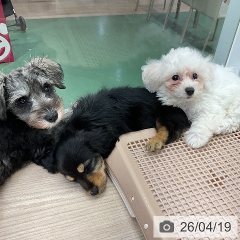 埼玉県のビションフリーゼ (ペットプラス 上尾店/2026年2月9日生まれ/女の子/ホワイト)の子犬の3枚目の画像