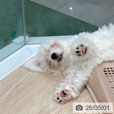 埼玉県のビションフリーゼ (ペットプラス 上尾店/2026年2月9日生まれ/女の子/ホワイト)の子犬の3枚目の画像