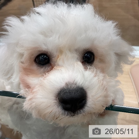 神奈川県のビションフリーゼ (ペットプラス 天王町店/2026年2月9日生まれ/男の子/ホワイト)の子犬の4枚目の画像