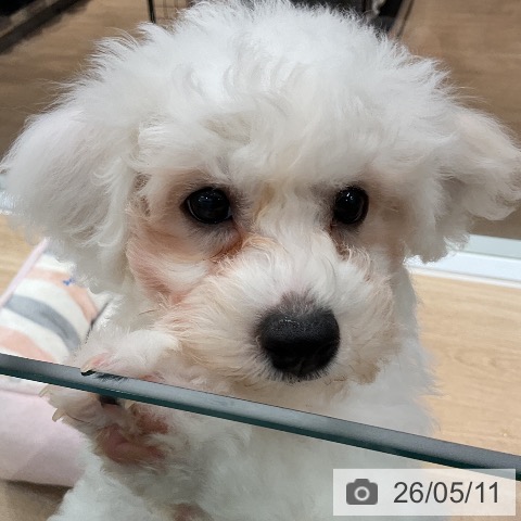 神奈川県のビションフリーゼ (ペットプラス 天王町店/2026年2月9日生まれ/男の子/ホワイト)の子犬の3枚目の画像