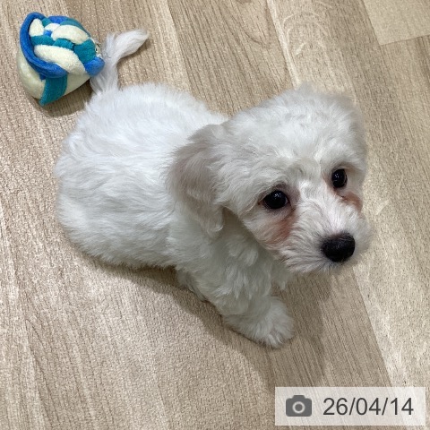 岩手県のビションフリーゼ (ペットプラス 盛岡南店/2026年2月9日生まれ/男の子/ホワイト)の子犬の4枚目の画像