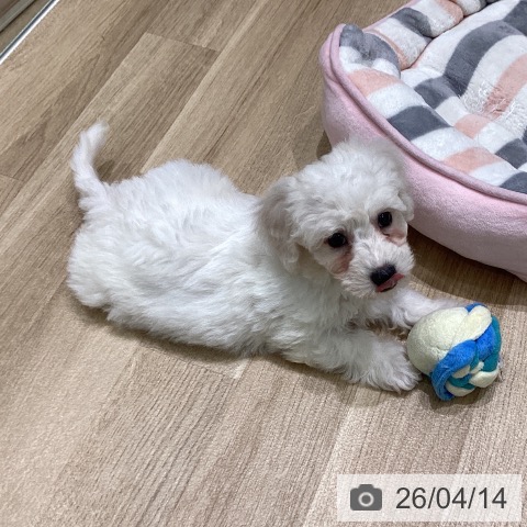 岩手県のビションフリーゼ (ペットプラス 盛岡南店/2026年2月9日生まれ/男の子/ホワイト)の子犬の3枚目の画像