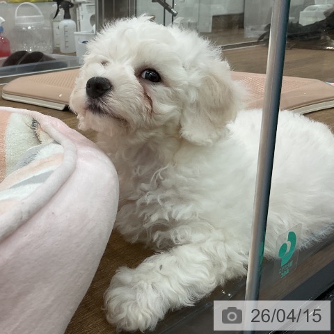 埼玉県のビションフリーゼ (ペッツワン 吉川美南店/2026年2月9日生まれ/男の子/ホワイト)の子犬の4枚目の画像