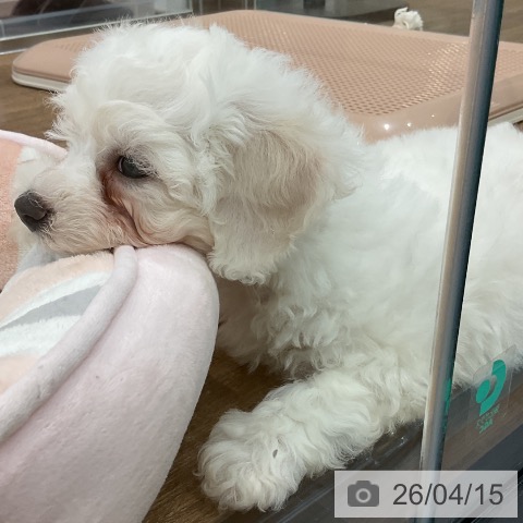 埼玉県のビションフリーゼ (ペッツワン 吉川美南店/2026年2月9日生まれ/男の子/ホワイト)の子犬の3枚目の画像