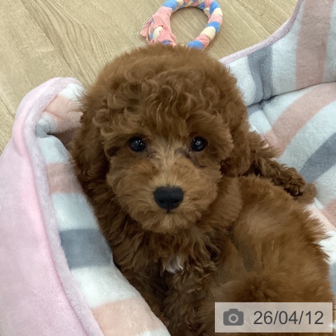 群馬県のトイプードル(トイ) (ペットプラス 前橋店/2026年2月9日生まれ/男の子/レッド)の子犬の3枚目の画像