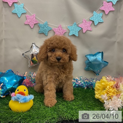 トイ・プードルの写真