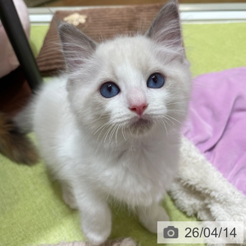 ラグドールの写真