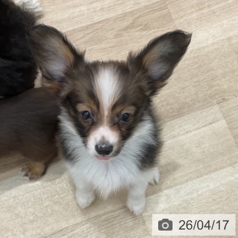 群馬県のパピヨン (ペットプラス イオンモール太田店/2026年2月9日生まれ/男の子/ホワイトレッド)の子犬の3枚目の画像