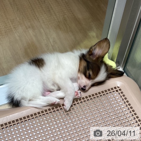 パピヨンの写真