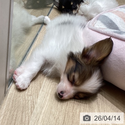 東京都のパピヨン (ペットプラス 立川高島屋S.C.店/2026年2月9日生まれ/男の子/ホワイトレッド)の子犬の4枚目の画像