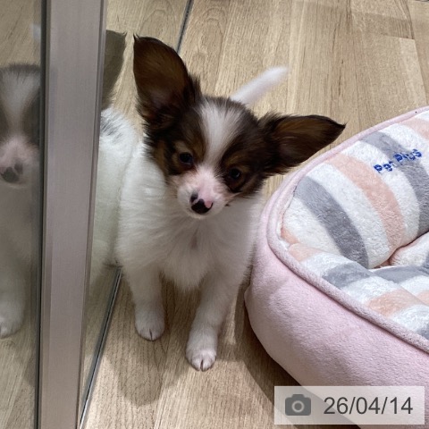 東京都のパピヨン (ペットプラス 立川高島屋S.C.店/2026年2月9日生まれ/男の子/ホワイトレッド)の子犬の3枚目の画像