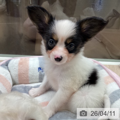 千葉県のパピヨン (ペットプラス 幕張新都心店/2026年2月9日生まれ/女の子/トライカラー)の子犬の3枚目の画像