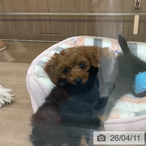 神奈川県のトイプードル(トイ) (ペッツワン 横須賀久里浜店/2026年2月9日生まれ/男の子/レッドフォーン)の子犬の4枚目の画像