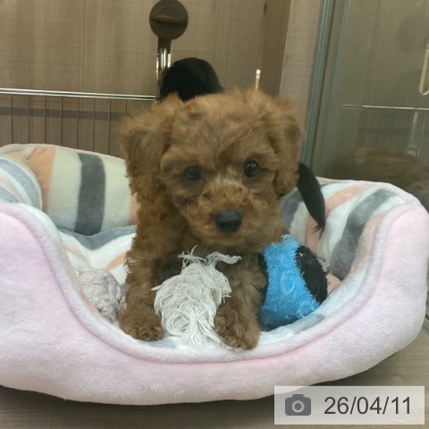 神奈川県のトイプードル(トイ) (ペッツワン 横須賀久里浜店/2026年2月9日生まれ/男の子/レッドフォーン)の子犬の3枚目の画像