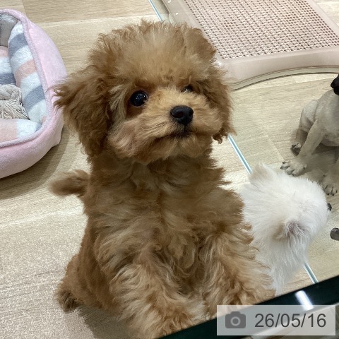 宮城県のトイプードル(トイ) (ペットプラス 名取店/2026年2月9日生まれ/男の子/レッドフォーン)の子犬の4枚目の画像