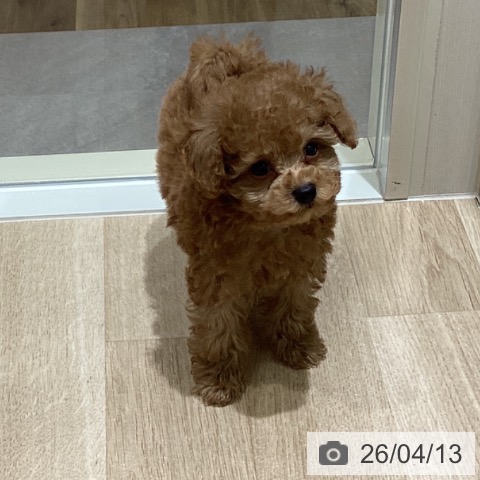 宮城県のトイプードル(トイ) (ペットプラス 仙台上杉店/2026年2月9日生まれ/男の子/レッドフォーン)の子犬の3枚目の画像