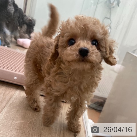 東京都のトイプードル(トイ) (ペットプラス 東久留米店/2026年2月9日生まれ/男の子/オレンジフォーン)の子犬の3枚目の画像