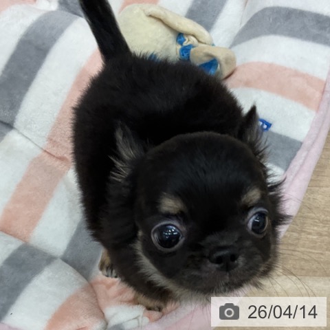 群馬県のチワワ(ロング) (ペットプラス イオンモール太田店/2026年2月3日生まれ/女の子/ブラックタンホワイト)の子犬の4枚目の画像