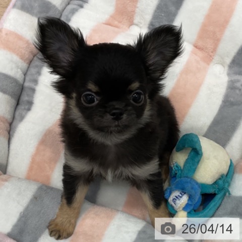 群馬県のチワワ(ロング) (ペットプラス イオンモール太田店/2026年2月3日生まれ/女の子/ブラックタンホワイト)の子犬の3枚目の画像