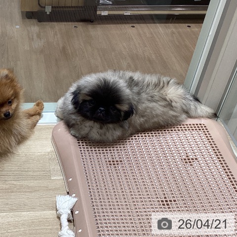 宮城県のペキニーズ (ペットプラス 仙台上杉店/2026年2月8日生まれ/男の子/フォーン)の子犬の4枚目の画像