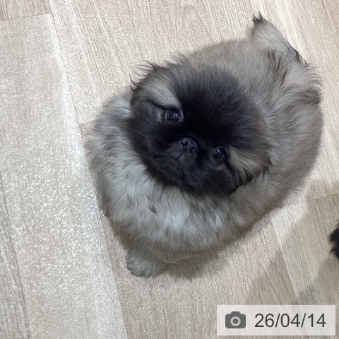 宮城県のペキニーズ (ペットプラス 仙台上杉店/2026年2月8日生まれ/男の子/フォーン)の子犬の3枚目の画像