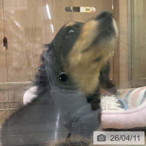 神奈川県のミニチュアダックスフンド(ロング) (ペッツワン 横須賀久里浜店/2026年2月5日生まれ/男の子/ブラックタン)の子犬の4枚目の画像