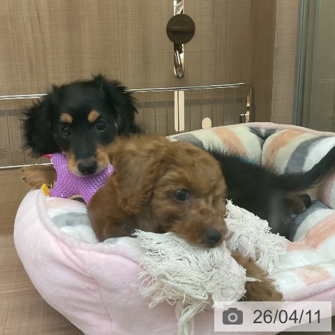 神奈川県のミニチュアダックスフンド(ロング) (ペッツワン 横須賀久里浜店/2026年2月5日生まれ/男の子/ブラックタン)の子犬の3枚目の画像