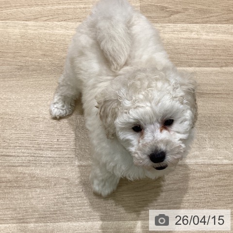 岩手県のトイプードル(トイ) (ペットプラス 盛岡南店/2026年2月10日生まれ/男の子/ホワイト)の子犬の4枚目の画像