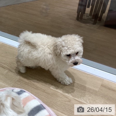 岩手県のトイプードル(トイ) (ペットプラス 盛岡南店/2026年2月10日生まれ/男の子/ホワイト)の子犬の3枚目の画像